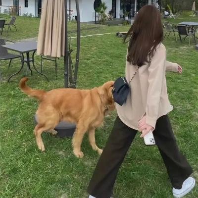 灰鸽子之歌